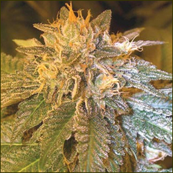 LA Confidential marijuana strain