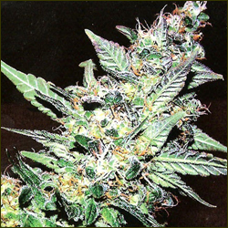 L.A.P.D. marijuana strain