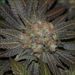 Lavender marijuana strain