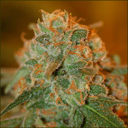 Read more about the article Lemon Skunk