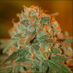 Lemon Skunk marijuana strain