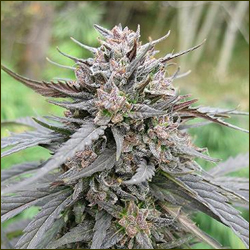 Lethal Purple marijuana strain