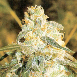 Lionheart marijuana strain