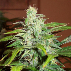 Lowryder marijuana strain