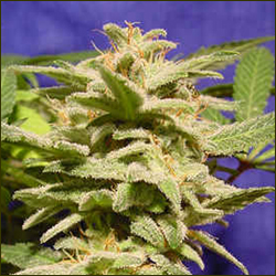 Magic Bud marijuana strain