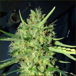 Mako Haze marijuana strain