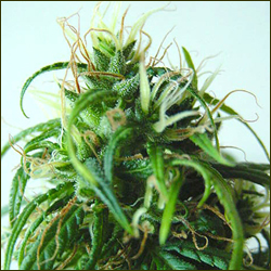 Malawi Gold marijuana strain