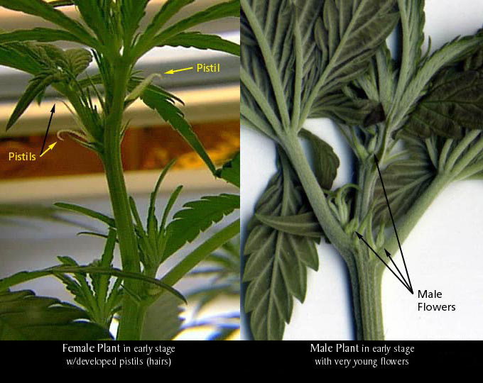 male vs female marijuana plants