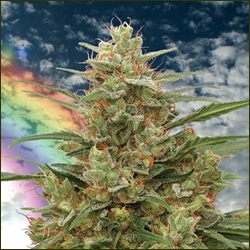 mandala #1 marijuana strain