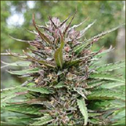 Manitoba Poison marijuana strain