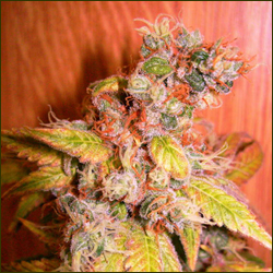 Maple Leaf Indica marijuana strain