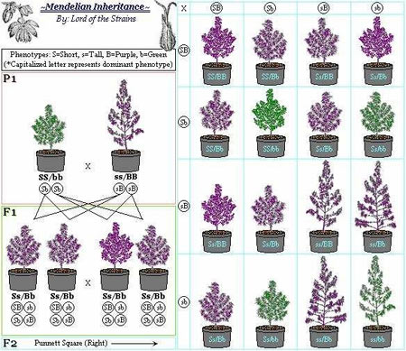 marijuana breeding
