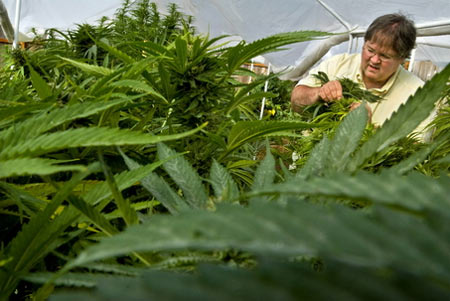 marijuana grower