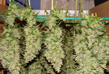 marijuana harvest