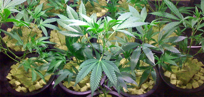 marijuana hydroponics