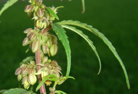 marijuana pollen