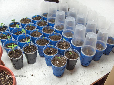 marijuana propagation in soil
