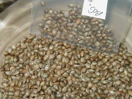 marijuana seeds