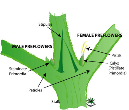 marijuana plant sexing