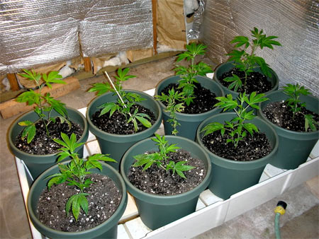 marijuana growing in soil