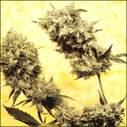 Marley's Collie marijuana strain
