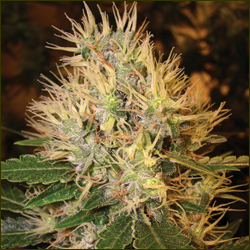 Martian Mean Green marijuana strain