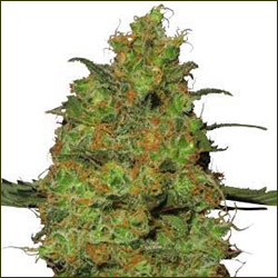 Master Kush marijuana strain