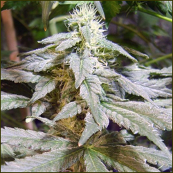 Matanuska Mint marijuana strain
