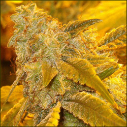 Matanuska Tundra marijuana strain
