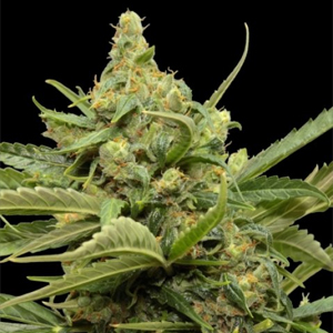 Maxi Gom marijuana strain