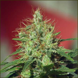 Mazar marijuana strain