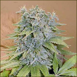 Medicine Man marijuana strain