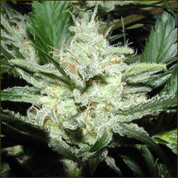 Read more about the article Michigan Skunk