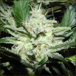 Michigan Skunk marijuana strain