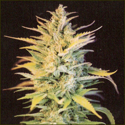 Mikush marijuana strain