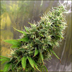 Millennium marijuana strain