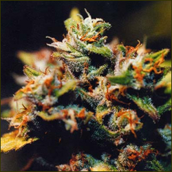 Misty marijuana strain