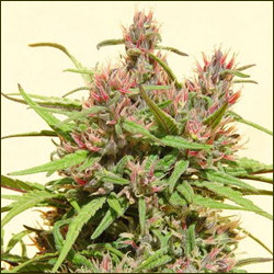 Niagara Shiva marijuana strain