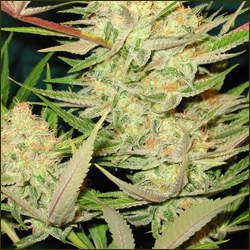 Northern Light Apollo G13 marijuana strain