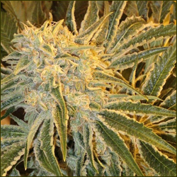 Northern Lights marijuana strain