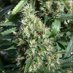 Read more about the article Northern Lights Haze