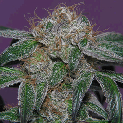 Nuken marijuana strain