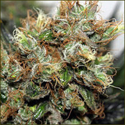 New York Power Diesel marijuana strain