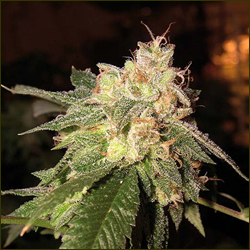 Read more about the article OG Kush