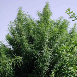Read more about the article Old Mother Sativa