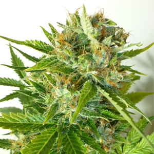 Onyx marijuana strain