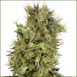 Orange Bud marijuana strain