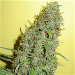 Original Misty marijuana strain