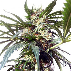 Polar Light marijuana strain