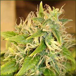 Pot of Gold marijuana strain